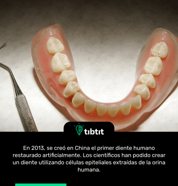 En 2013, se creĂł en China el primer diente humano restaurado artificialmente. Los cientĂficos han podido crear un diente utilizando cĂ©lulas epiteliales extraĂdas de la orina humana.