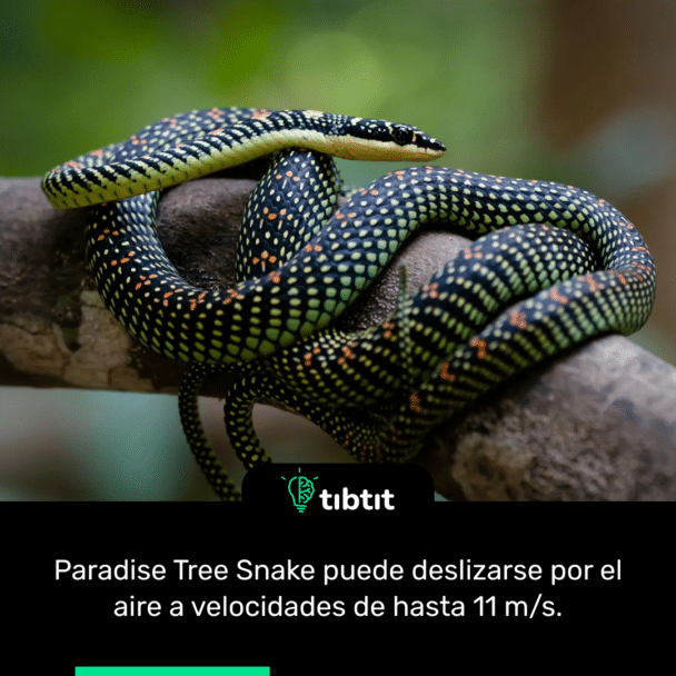 Paradise Tree Snake puede deslizarse por el aire a velocidades de hasta 11 m/s.