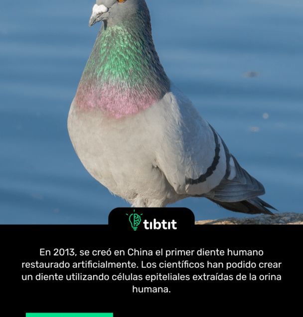 El canto que hacen las palomas cuando vuelan en realidad es causado por sus alas.