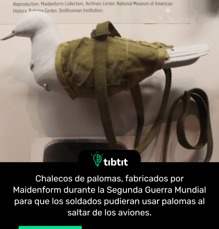 Chalecos de palomas, fabricados por Maidenform durante la Segunda Guerra Mundial para que los soldados pudieran usar palomas al saltar de los aviones.