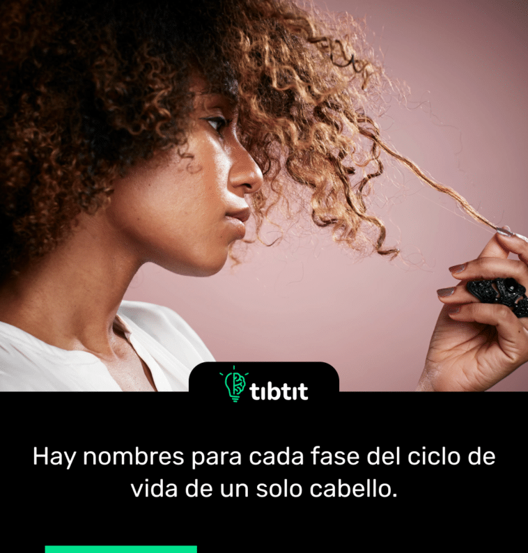 Hay nombres para cada fase del ciclo de vida de un solo cabello.