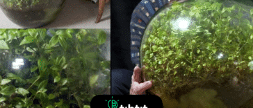 El ecosistema de terrario/botella cerrada más antiguo del mundo ha prosperado desde 1960. Una botella de 10 galones es como una mini Tierra. Solo se ha abierto una vez en 53 años para añadir un poco más de agua (en 1972). Además, estaba sellado sin acceso a agua dulce o aire.