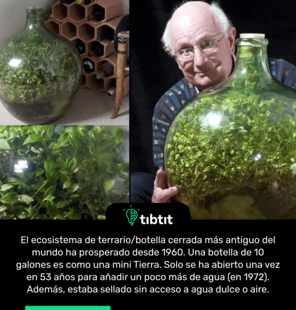 El ecosistema de terrario/botella cerrada más antiguo del mundo ha prosperado desde 1960. Una botella de 10 galones es como una mini Tierra. Solo se ha abierto una vez en 53 años para añadir un poco más de agua (en 1972). Además, estaba sellado sin acceso a agua dulce o aire.