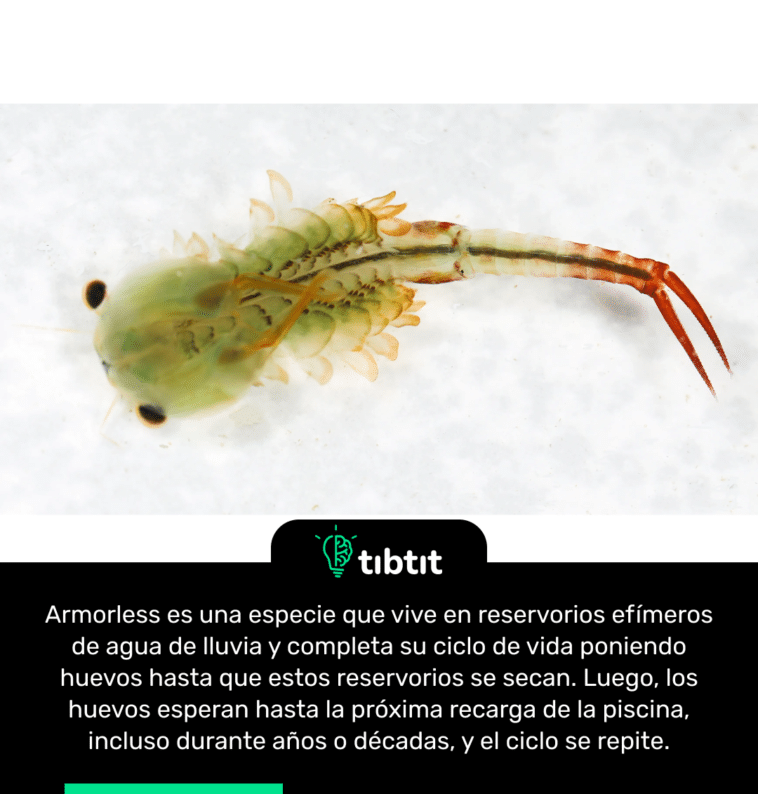 Armorless es una especie que vive en reservorios efímeros de agua de lluvia y completa su ciclo de vida poniendo huevos hasta que estos reservorios se secan. Luego, los huevos esperan hasta la próxima recarga de la piscina, incluso durante años o décadas, y el ciclo se repite.