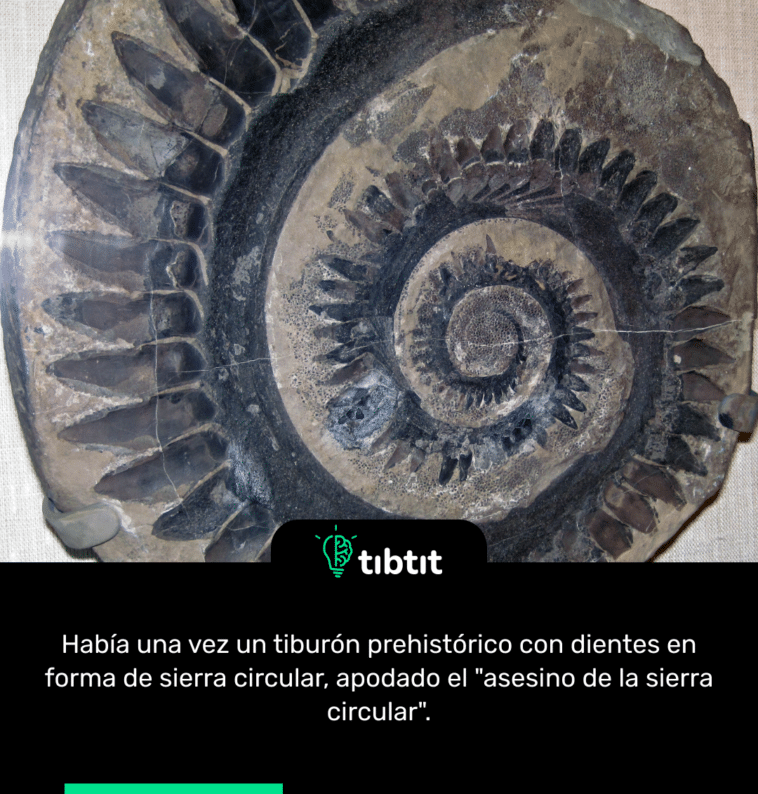 Había una vez un tiburón prehistórico con dientes en forma de sierra circular, apodado el "asesino de la sierra circular".