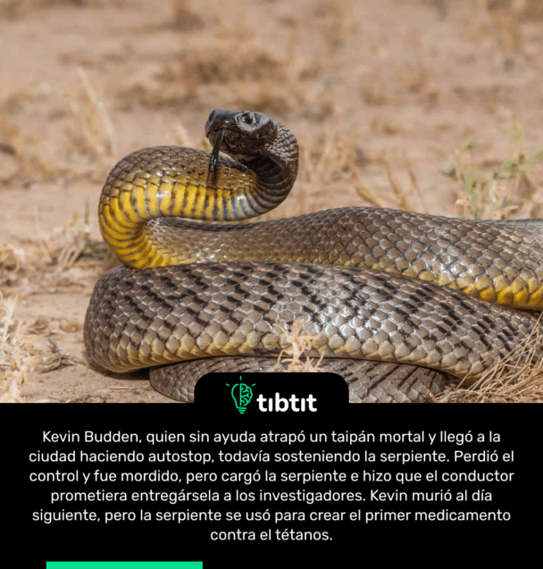 Kevin Budden, quien sin ayuda atrapó un taipán mortal y llegó a la ciudad haciendo autostop, todavía sosteniendo la serpiente. Perdió el control y fue mordido, pero cargó la serpiente e hizo que el conductor prometiera entregársela a los investigadores. Kevin murió al día siguiente, pero la serpiente se usó para crear el primer medicamento contra el tétanos.