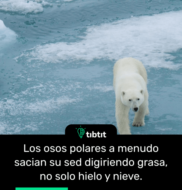 Los osos polares a menudo sacian su sed digiriendo grasa, no solo hielo y nieve.