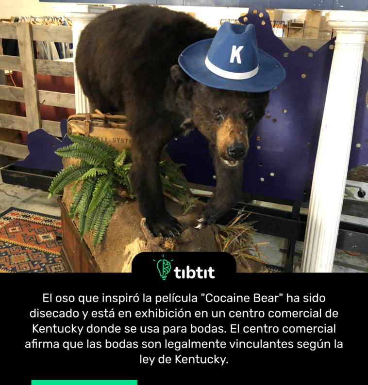 El oso que inspiró la película "Cocaine Bear" ha sido disecado y está en exhibición en un centro comercial de Kentucky donde se usa para bodas. El centro comercial afirma que las bodas son legalmente vinculantes según la ley de Kentucky.