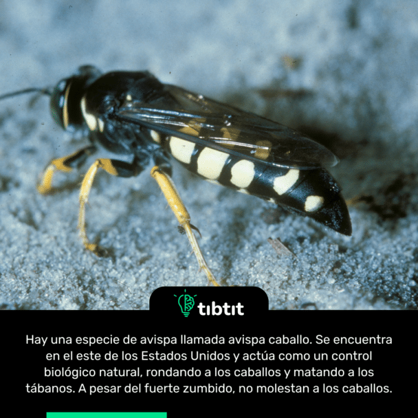 Hay una especie de avispa llamada avispa caballo. Se encuentra en el este de los Estados Unidos y actúa como un control biológico natural, rondando a los caballos y matando a los tábanos. A pesar del fuerte zumbido, no molestan a los caballos.