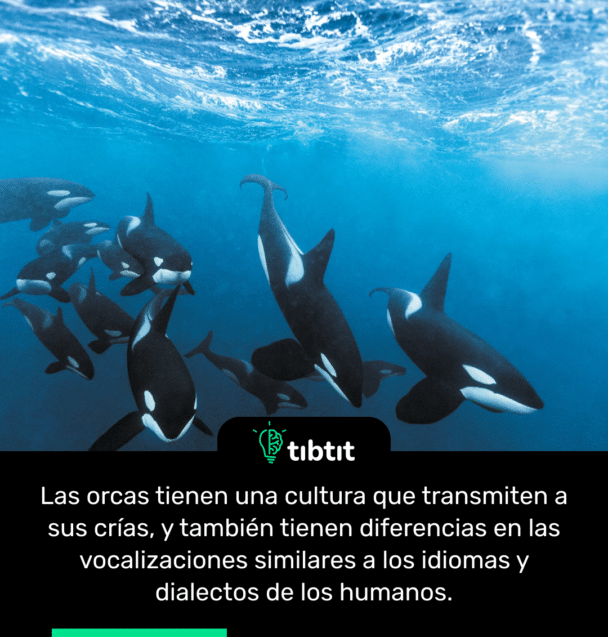 Las orcas tienen una cultura que transmiten a sus crías, y también tienen diferencias en las vocalizaciones similares a los idiomas y dialectos de los humanos.