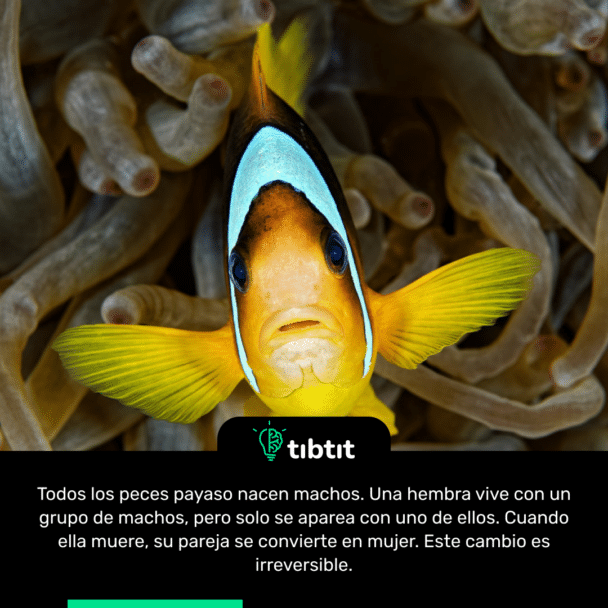 Todos los peces payaso nacen machos. Una hembra vive con un grupo de machos, pero solo se aparea con uno de ellos. Cuando ella muere, su pareja se convierte en mujer. Este cambio es irreversible.