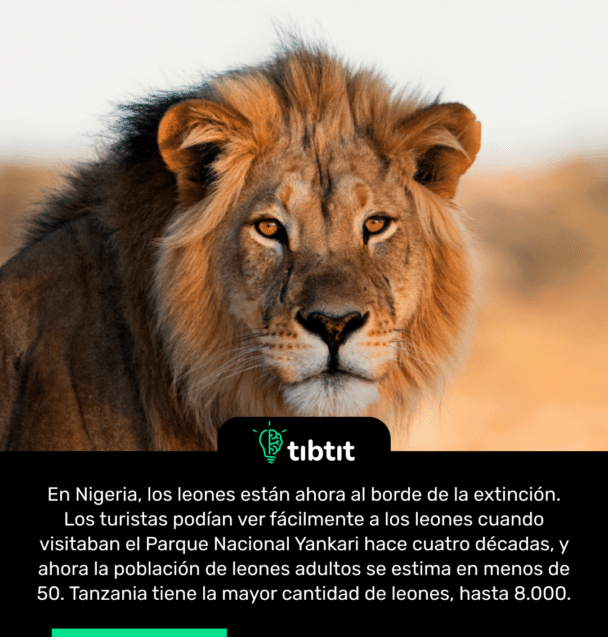 En Nigeria, los leones están ahora al borde de la extinción. Los turistas podían ver fácilmente a los leones cuando visitaban el Parque Nacional Yankari hace cuatro décadas, y ahora la población de leones adultos se estima en menos de 50. Tanzania tiene la mayor cantidad de leones, hasta 8.000.