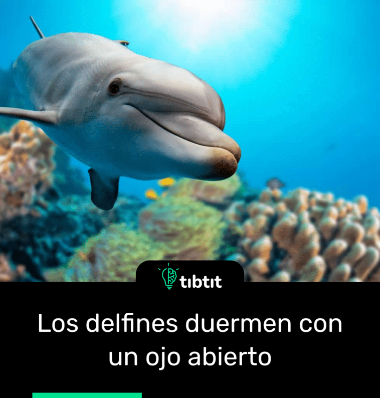 Los delfines duermen con un ojo abierto