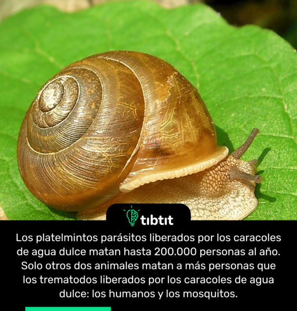 Los platelmintos parásitos liberados por los caracoles de agua dulce matan hasta 200.000 personas al año. Solo otros dos animales matan a más personas que los trematodos liberados por los caracoles de agua dulce: los humanos y los mosquitos.