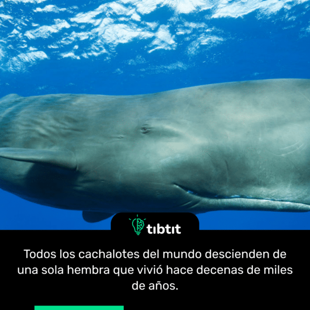 Todos los cachalotes del mundo descienden de una sola hembra que vivió hace decenas de miles de años.