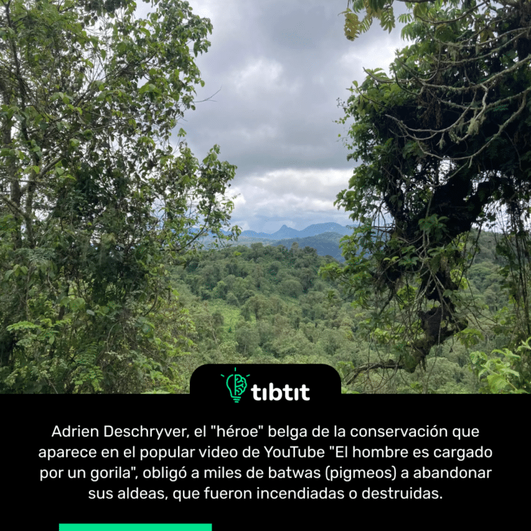 Adrien Deschryver, el "héroe" belga de la conservación que aparece en el popular video de YouTube "El hombre es cargado por un gorila", obligó a miles de batwas (pigmeos) a abandonar sus aldeas, que fueron incendiadas o destruidas.