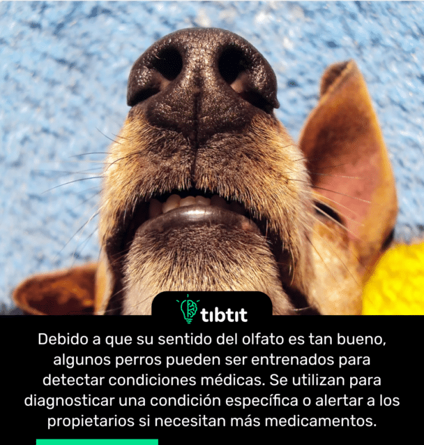 Debido a que su sentido del olfato es tan bueno, algunos perros pueden ser entrenados para detectar condiciones médicas. Se utilizan para diagnosticar una condición específica o alertar a los propietarios si necesitan más medicamentos.