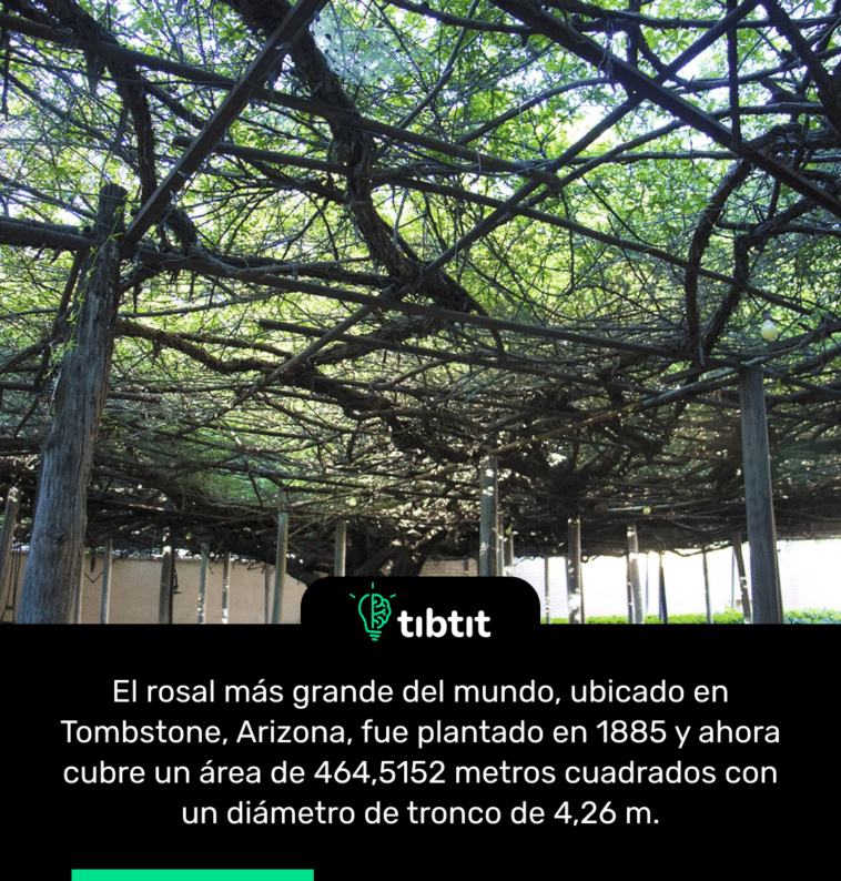 El rosal más grande del mundo, ubicado en Tombstone, Arizona, fue plantado en 1885 y ahora cubre un área de 464,5152 metros cuadrados con un diámetro de tronco de 4,26 m.