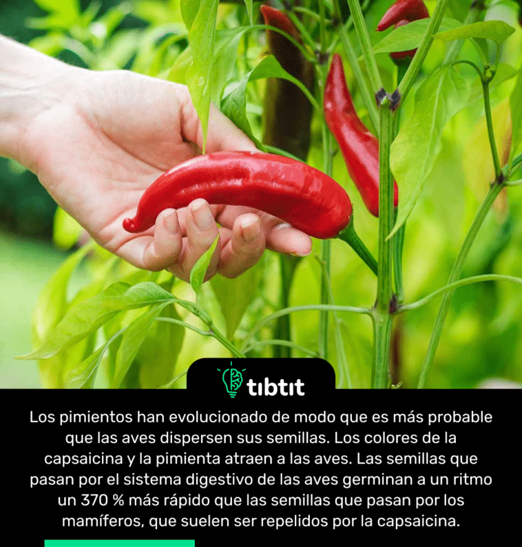 Los pimientos han evolucionado de modo que es más probable que las aves dispersen sus semillas. Los colores de la capsaicina y la pimienta atraen a las aves. Las semillas que pasan por el sistema digestivo de las aves germinan a un ritmo un 370 % más rápido que las semillas que pasan por los mamíferos, que suelen ser repelidos por la capsaicina.