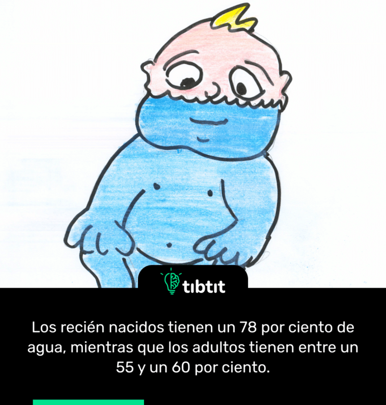 Los recién nacidos tienen un 78 por ciento de agua, mientras que los adultos tienen entre un 55 y un 60 por ciento.