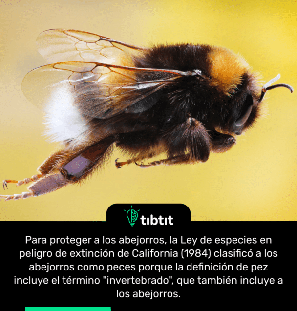 Para proteger a los abejorros, la Ley de especies en peligro de extinción de California (1984) clasificó a los abejorros como peces porque la definición de pez incluye el término "invertebrado", que también incluye a los abejorros.