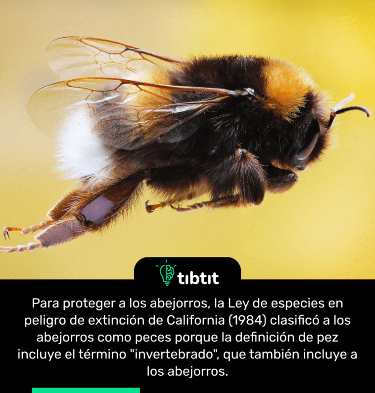 Para proteger a los abejorros, la Ley de especies en peligro de extinción de California (1984) clasificó a los abejorros como peces porque la definición de pez incluye el término "invertebrado", que también incluye a los abejorros.