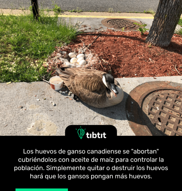 Los huevos de ganso canadiense se "abortan" cubriéndolos con aceite de maíz para controlar la población. Simplemente quitar o destruir los huevos hará que los gansos pongan más huevos.