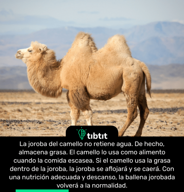 La joroba del camello no retiene agua. De hecho, almacena grasa. El camello lo usa como alimento cuando la comida escasea. Si el camello usa la grasa dentro de la joroba, la joroba se aflojará y se caerá. Con una nutrición adecuada y descanso, la ballena jorobada volverá a la normalidad.