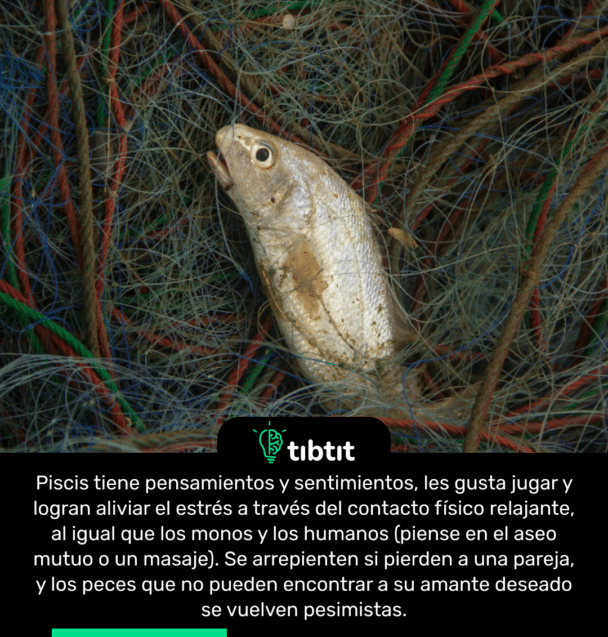 Piscis tiene pensamientos y sentimientos, les gusta jugar y logran aliviar el estrés a través del contacto físico relajante, al igual que los monos y los humanos (piense en el aseo mutuo o un masaje). Se arrepienten si pierden a una pareja, y los peces que no pueden encontrar a su amante deseado se vuelven pesimistas.