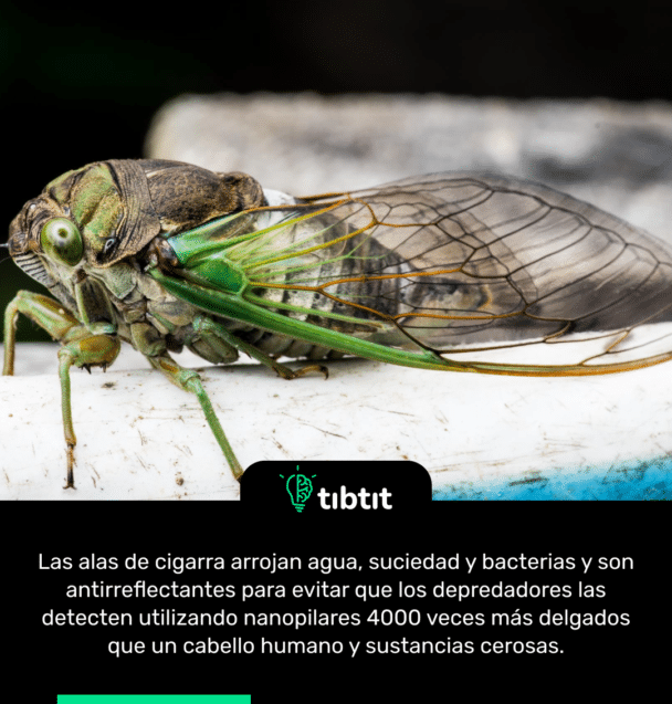 Las alas de cigarra arrojan agua, suciedad y bacterias y son antirreflectantes para evitar que los depredadores las detecten utilizando nanopilares 4000 veces más delgados que un cabello humano y sustancias cerosas.