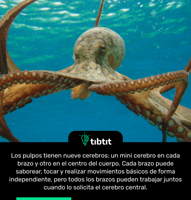Los pulpos tienen nueve cerebros: un mini cerebro en cada brazo y otro en el centro del cuerpo. Cada brazo puede saborear, tocar y realizar movimientos básicos de forma independiente, pero todos los brazos pueden trabajar juntos cuando lo solicita el cerebro central.