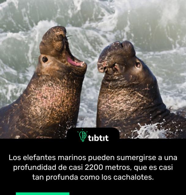 Los elefantes marinos pueden sumergirse a una profundidad de casi 2200 metros, que es casi tan profunda como los cachalotes.