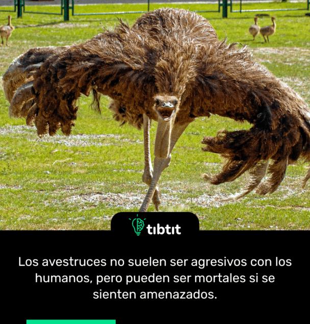 Los avestruces no suelen ser agresivos con los humanos, pero pueden ser mortales si se sienten amenazados.