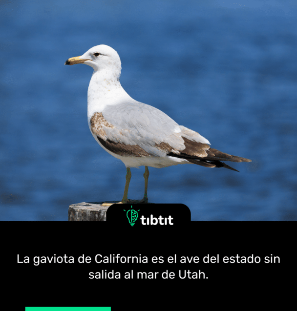 La gaviota de California es el ave del estado sin salida al mar de Utah.
