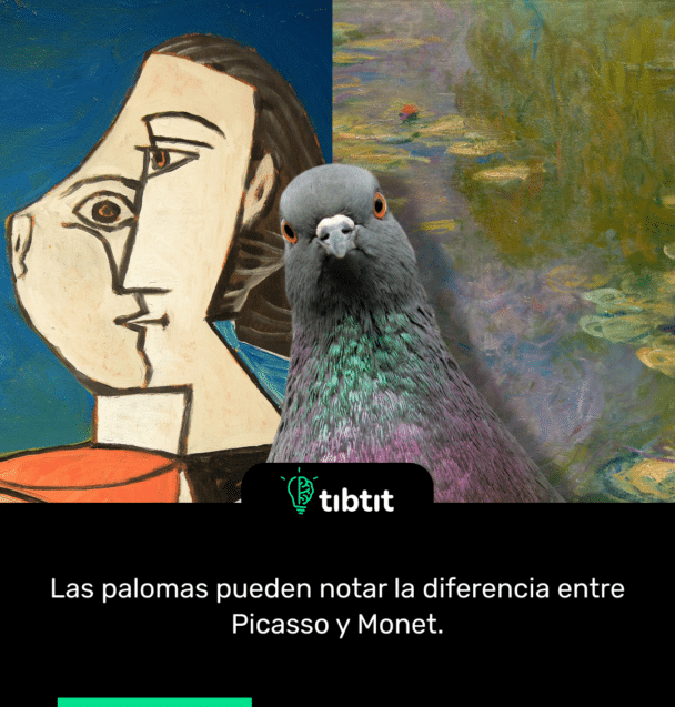 Las palomas pueden notar la diferencia entre Picasso y Monet.