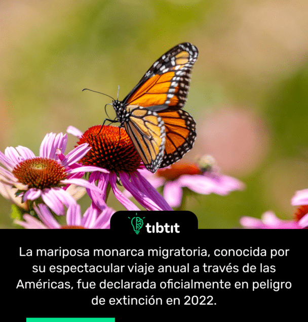 La mariposa monarca migratoria, conocida por su espectacular viaje anual a través de las Américas, fue declarada oficialmente en peligro de extinción en 2022.