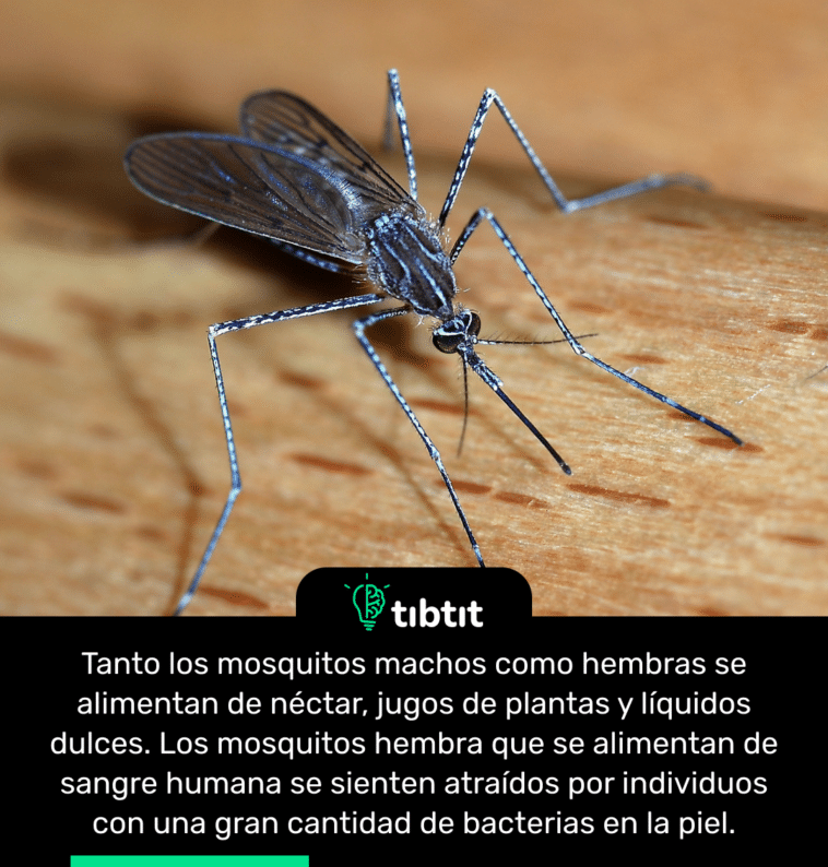 Tanto los mosquitos machos como hembras se alimentan de néctar, jugos de plantas y líquidos dulces. Los mosquitos hembra que se alimentan de sangre humana se sienten atraídos por individuos con una gran cantidad de bacterias en la piel.