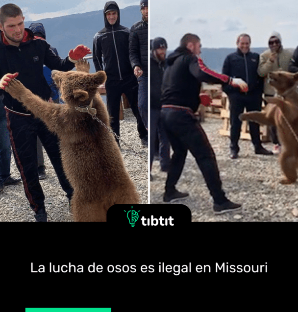 La lucha de osos es ilegal en Missouri