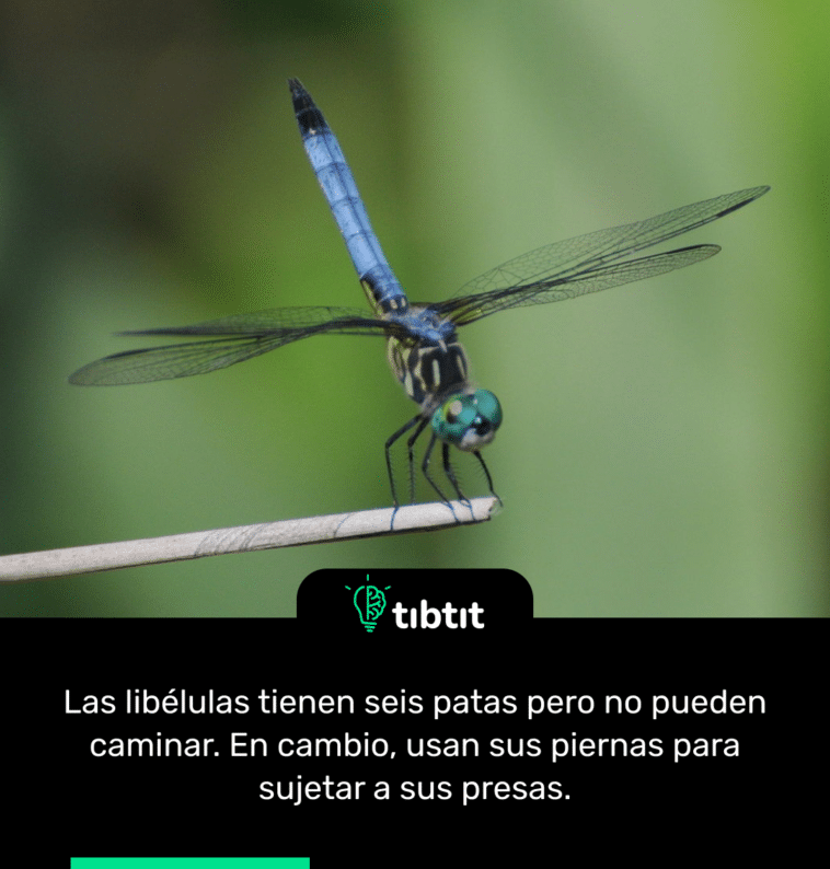 Las libélulas tienen seis patas pero no pueden caminar. En cambio, usan sus piernas para sujetar a sus presas.