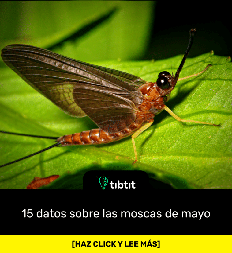 15 datos sobre las moscas de mayo
