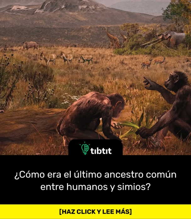 ¿Cómo era el último ancestro común entre humanos y simios?