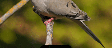 20 datos sobre las palomas