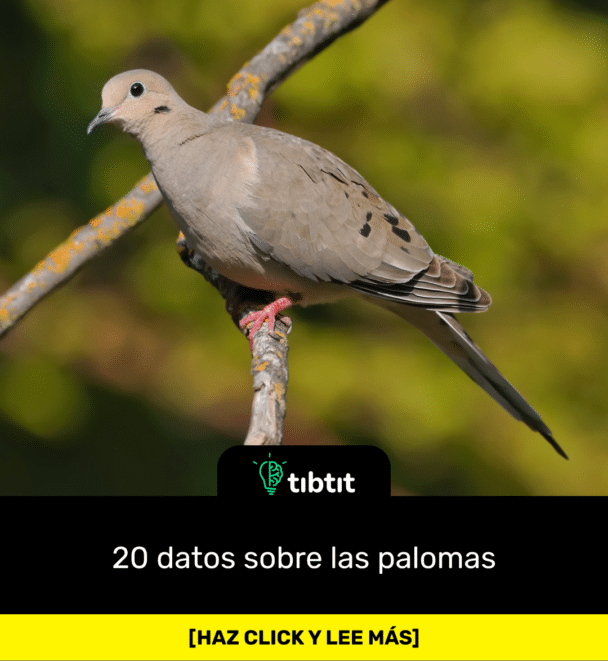 20 datos sobre las palomas