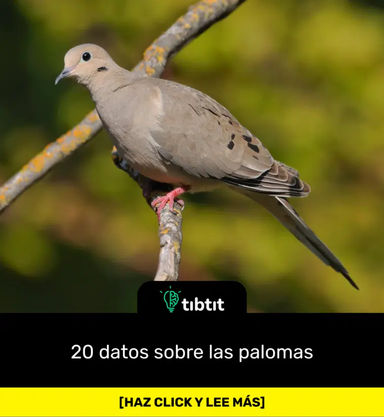 20 datos sobre las palomas