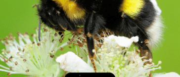 15 datos sobre los abejorros