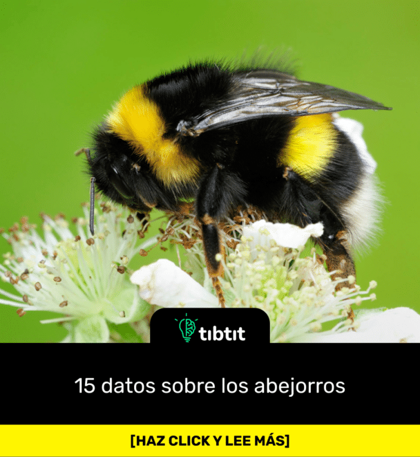15 datos sobre los abejorros