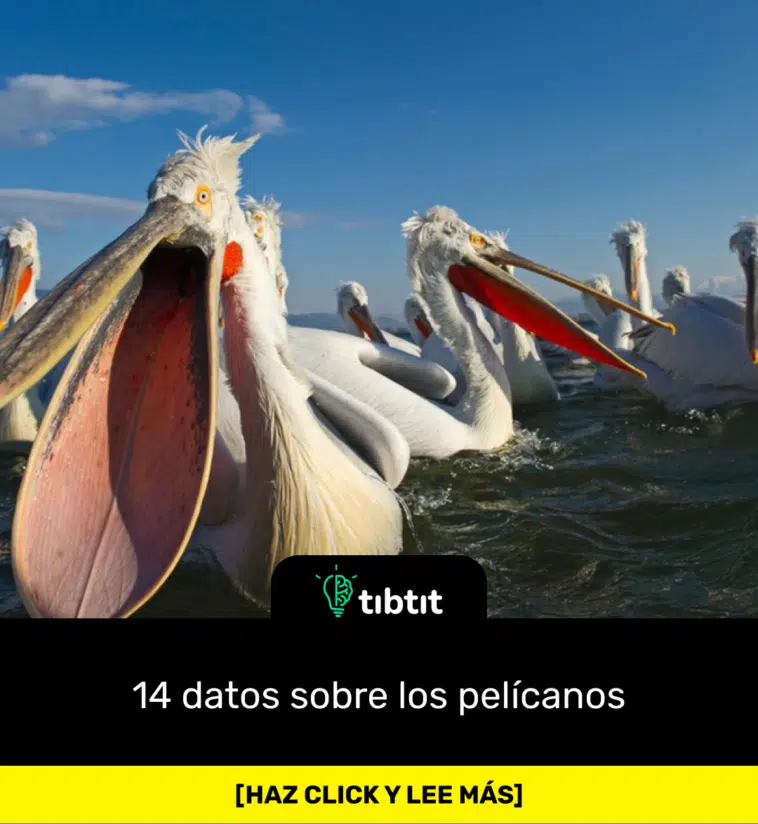 14 datos sobre los pelícanos