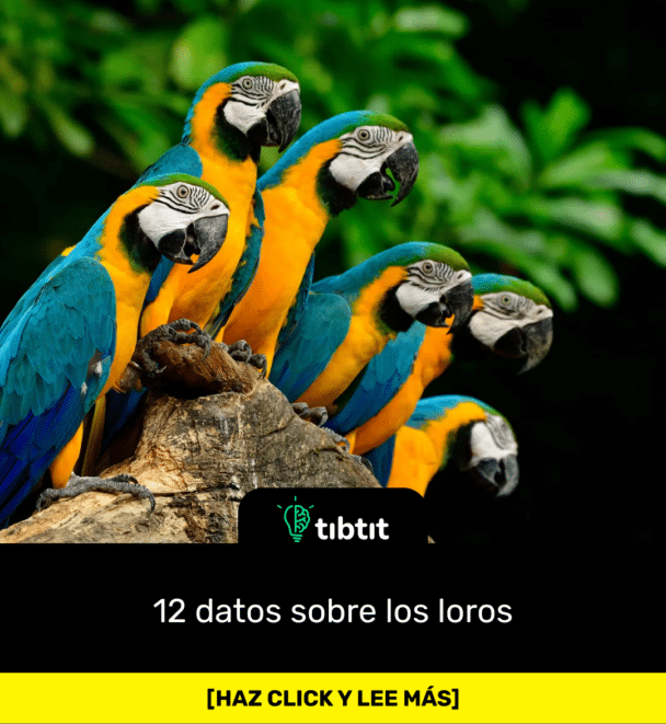 12 datos sobre los loros