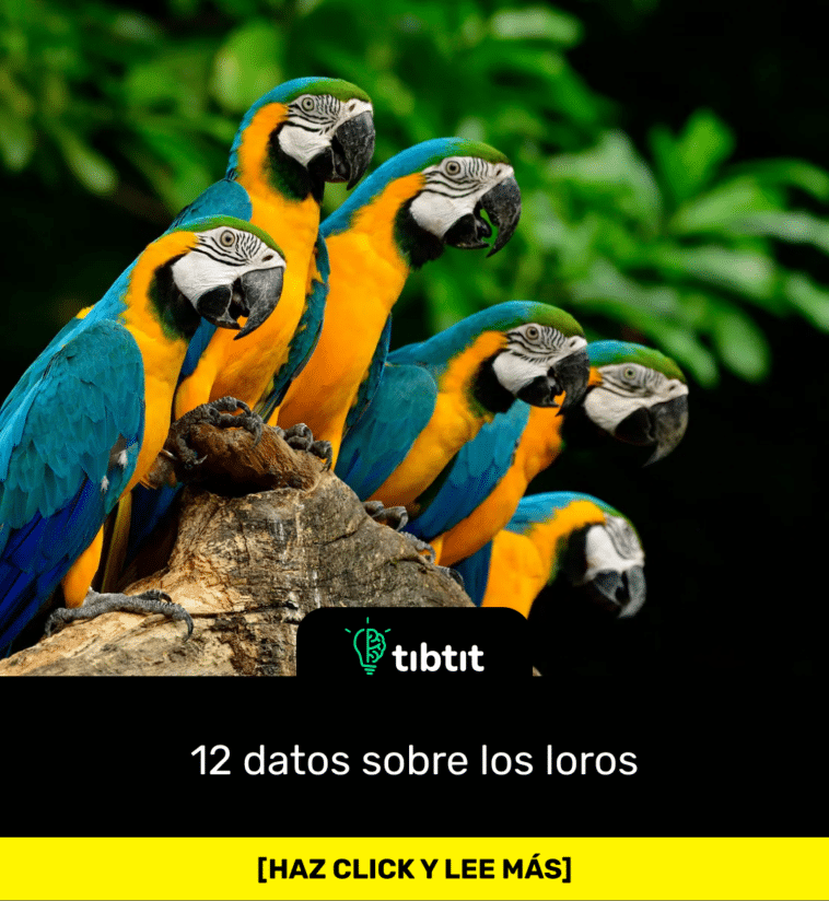 12 datos sobre los loros
