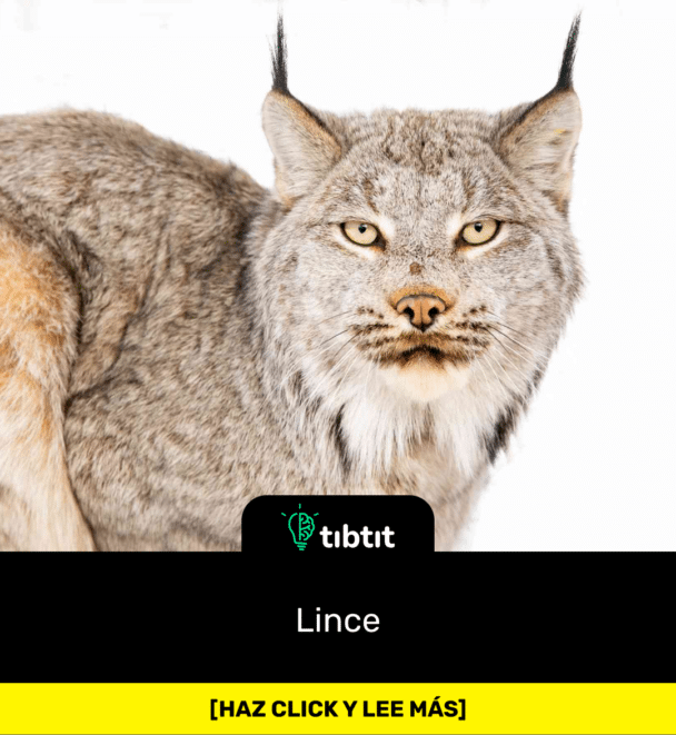 Lince